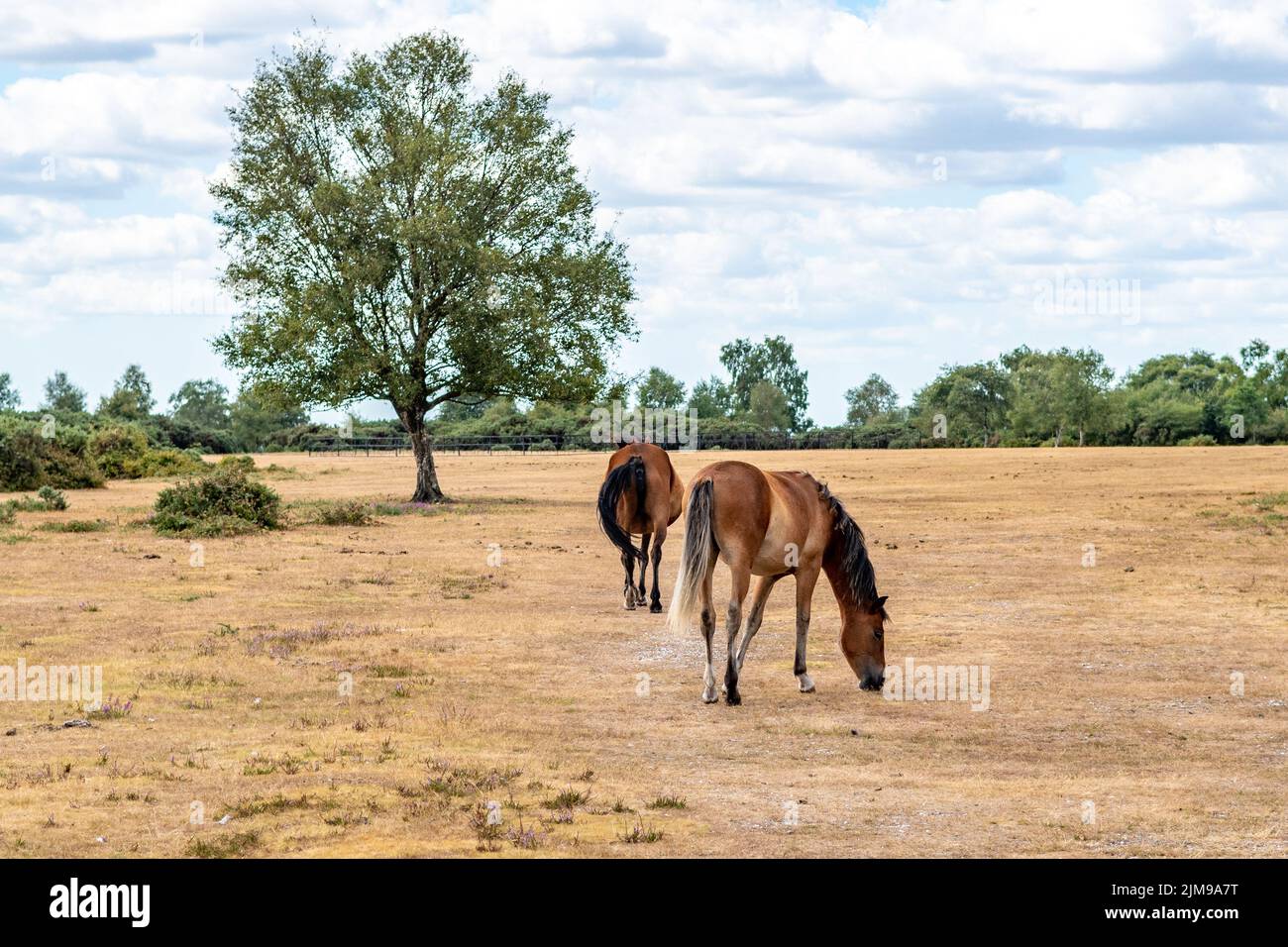 Godshill, New Forest, Hampshire, UK, 5th August 2022, Weather: Dry and sunny with little prospect of an end to the summer drought. There has been no appreciable rainfall for weeks although the region has escaped a hosepipe ban for now. New Forest ponies graze on parched grass. Paul Biggins/Alamy Live News Stock Photo