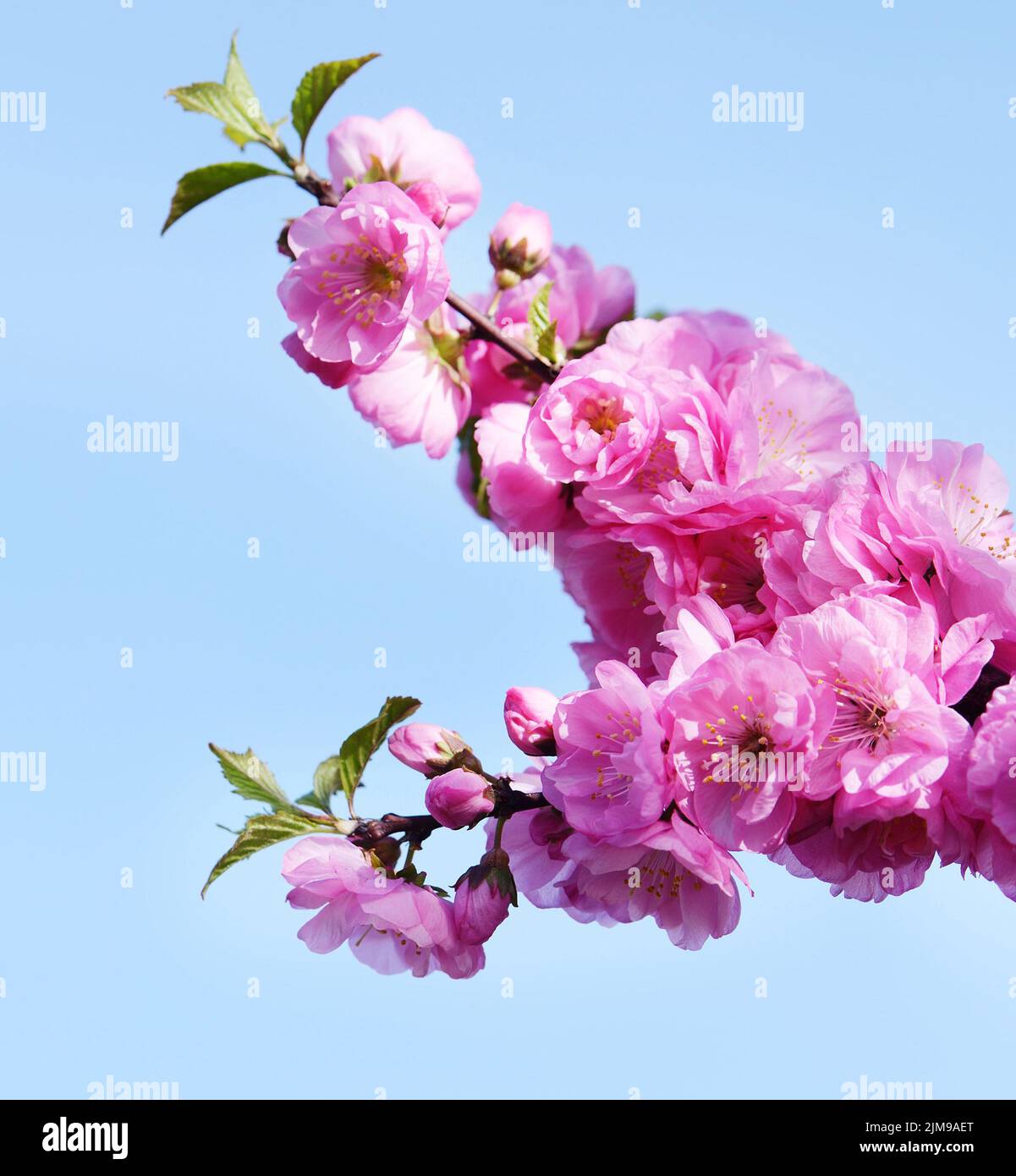 Gorgeous japanese botanical garden hi-res stock photography and images ...