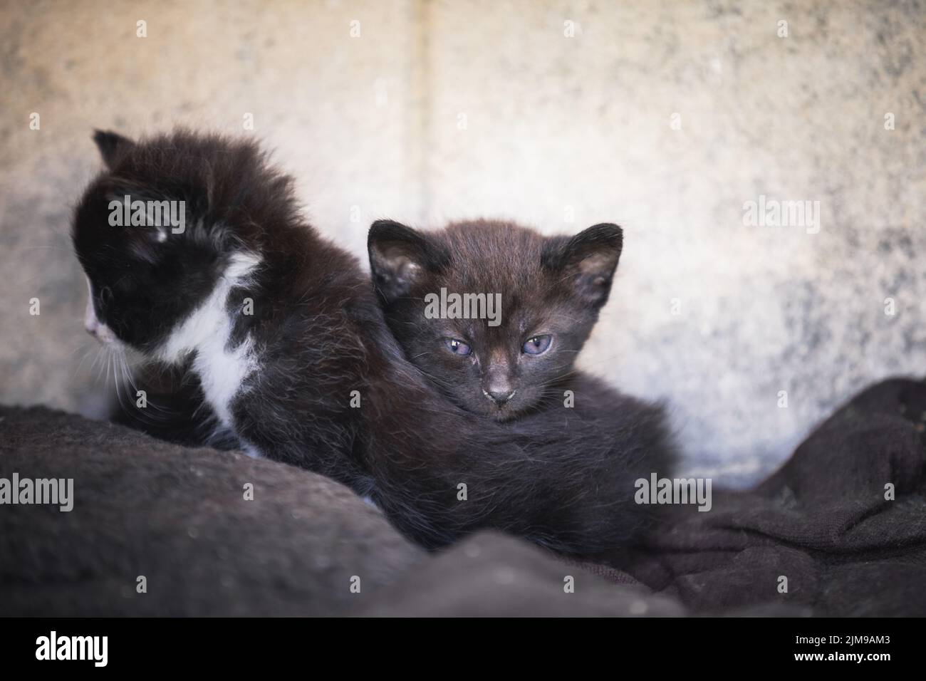 Small kittens sitting together Stock Photo