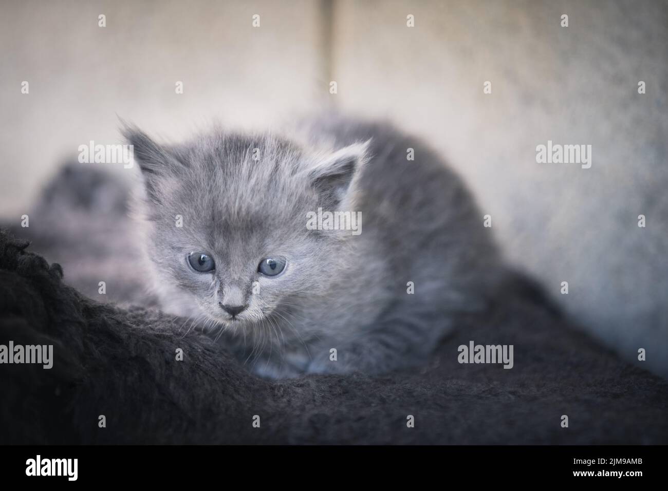 Grey kitten Stock Photo