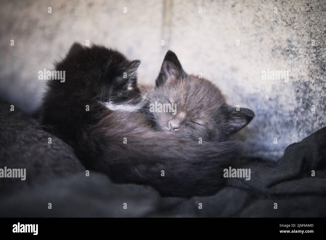 Small kittens sleeping together Stock Photo