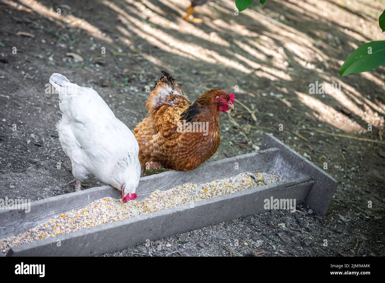 Two chickens eat corn kernels in a country yard Stock Photo Alamy