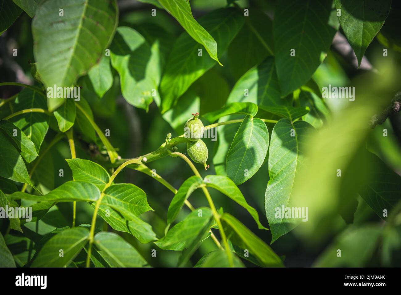 Two small nuts in a walnut tree Stock Photo