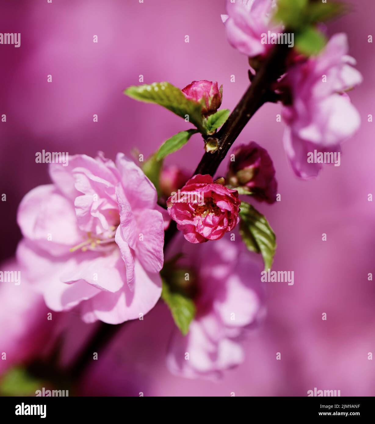 Beautiful cherry blossom hi-res stock photography and images - Alamy