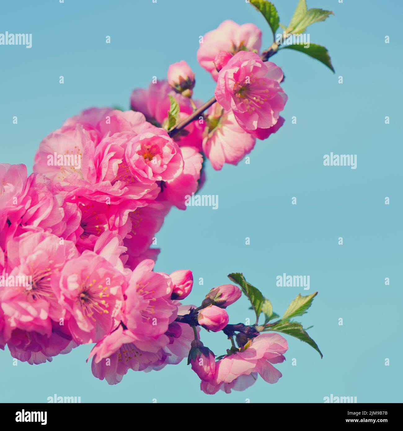 Tender sakura branch hi-res stock photography and images - Alamy