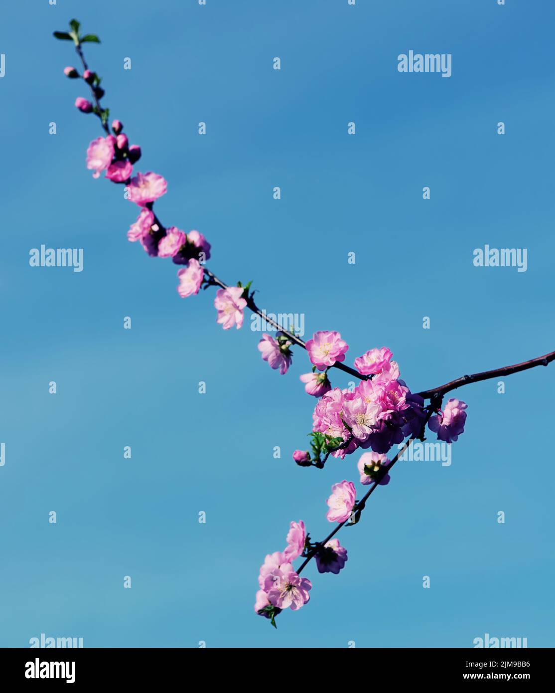 Gorgeous pink sakura Stock Photo - Alamy