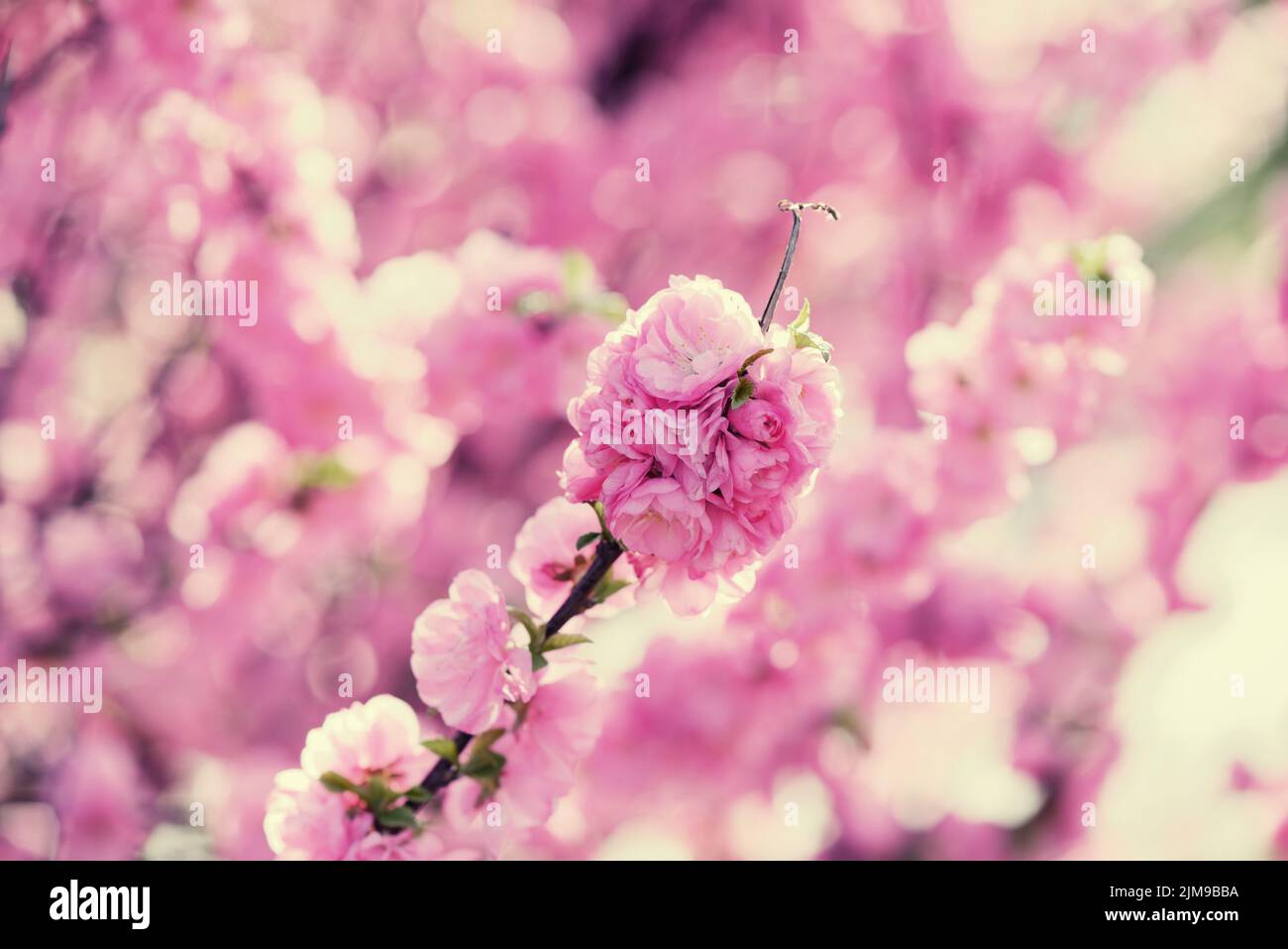 Cherry blossom japanese branch hi-res stock photography and images - Alamy