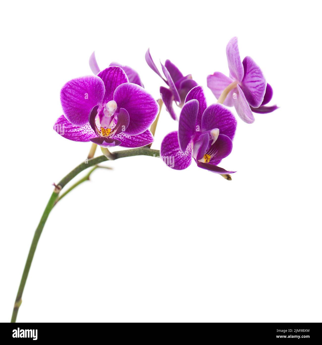 Very Rare Purple Orchid Isolated on White Background. Stock Photo