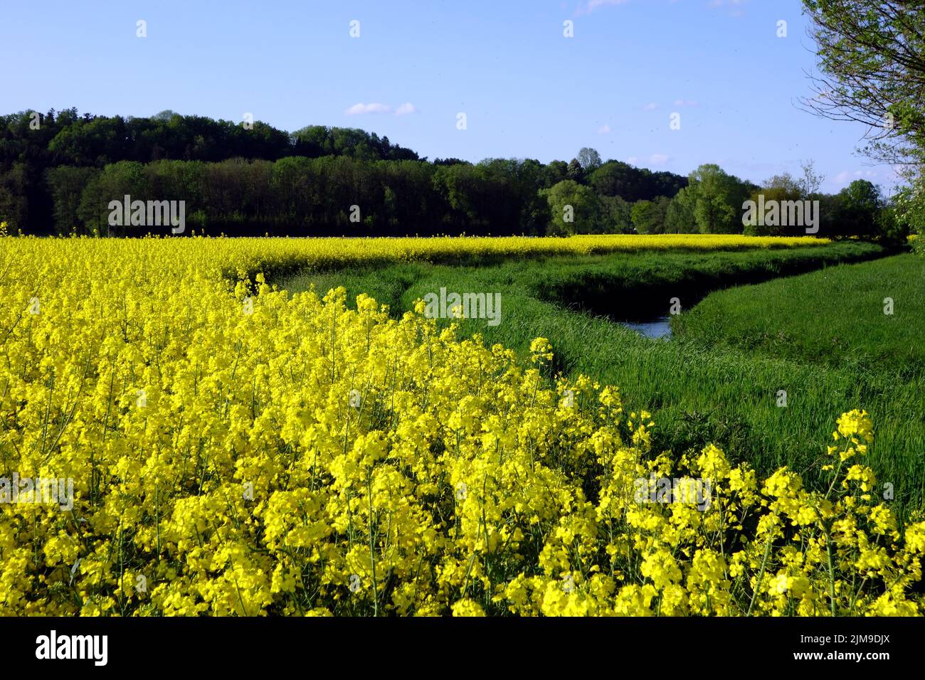 Field of rape Stock Photo - Alamy
