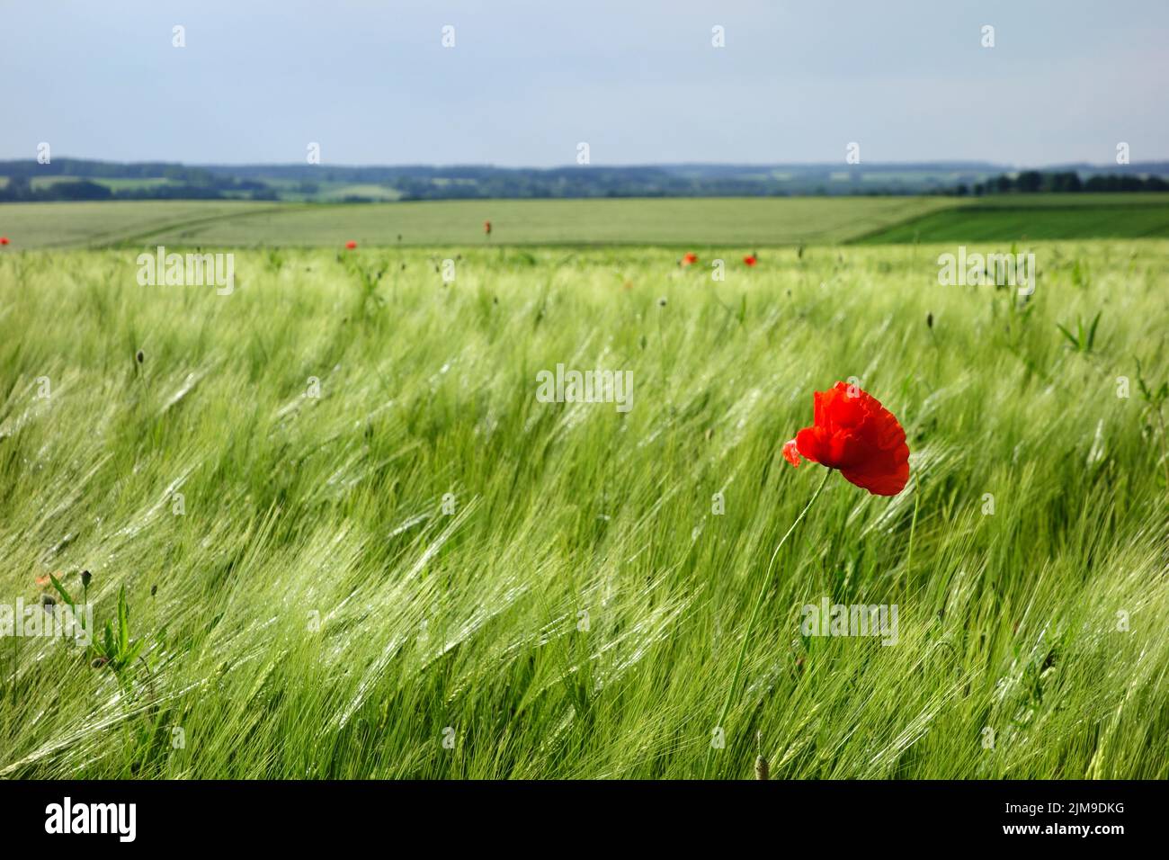 Poppy in field Stock Photo