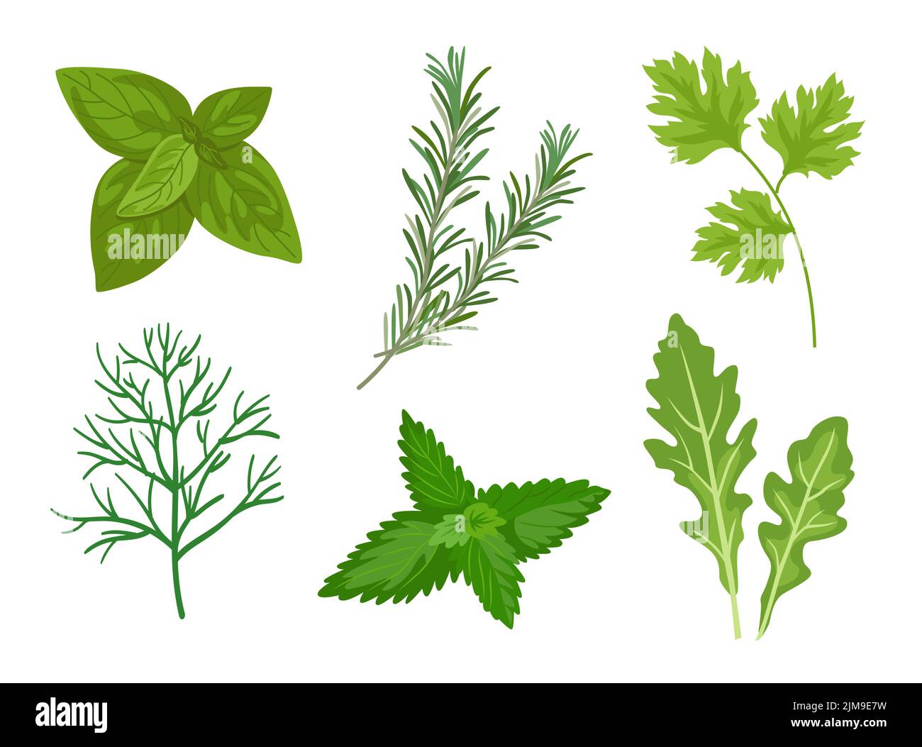 Different herbs and leaves vector illustrations set. Collection of spicy herbal plants, parsley, rosemary, coriander, oregano, mint on white backgroun Stock Vector