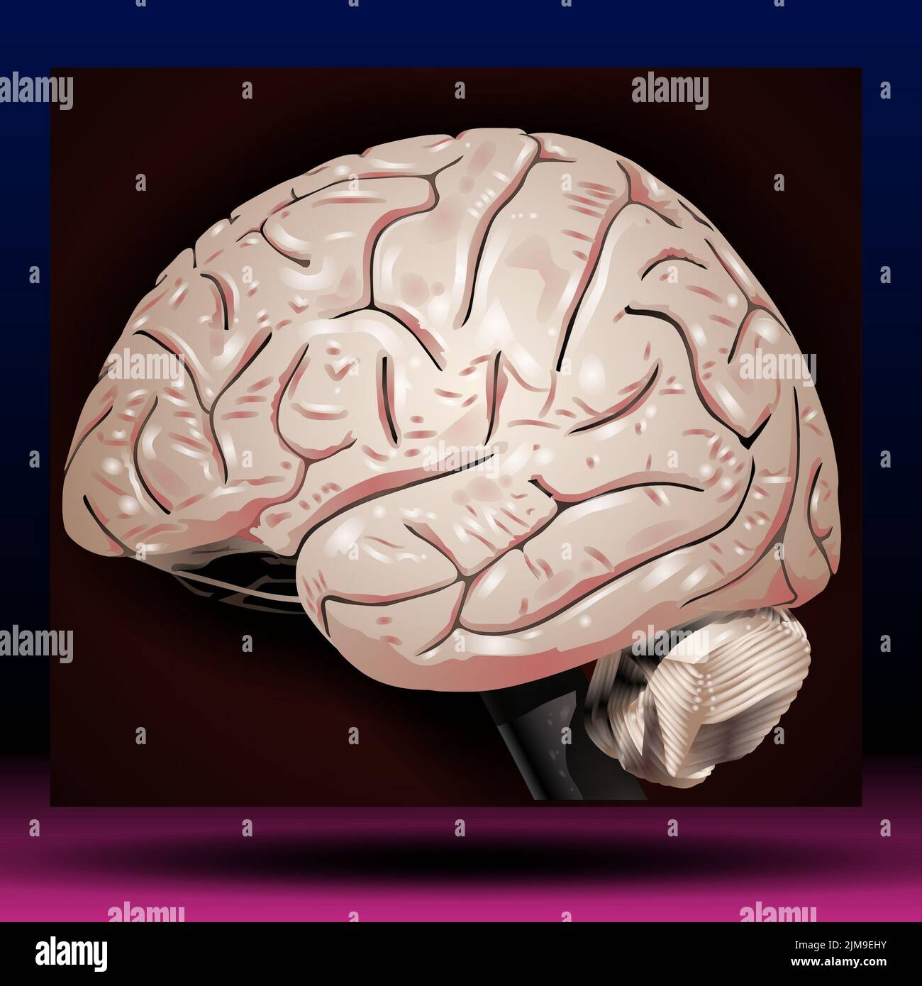 Human brain hi-res stock photography and images - Alamy