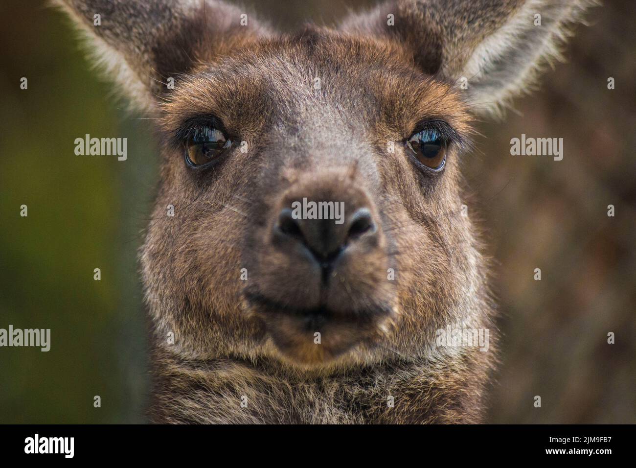 Portraiture of wild wallaby in South Australia, Australia Stock Photo