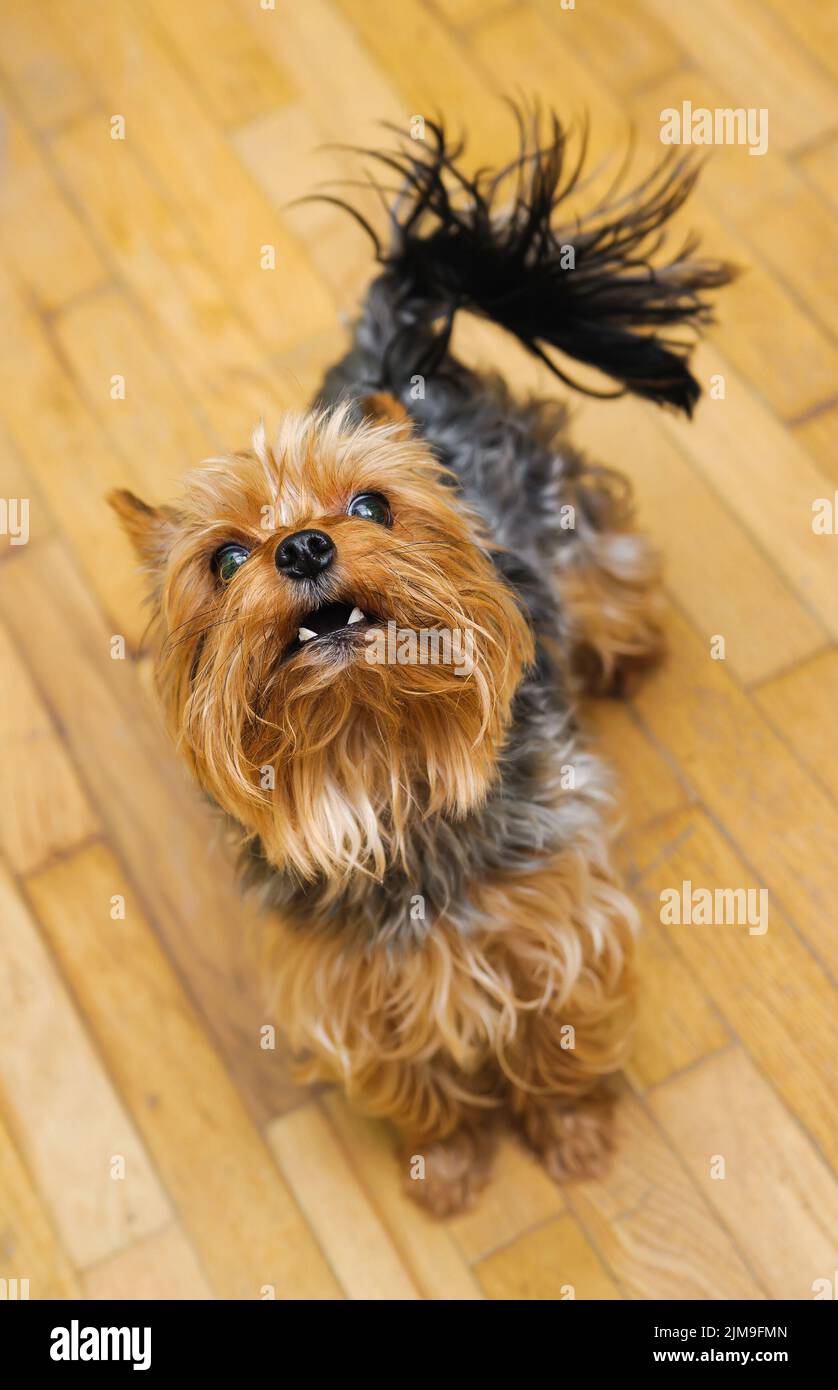 Small Yorkshire terrier looking up and yap Stock Photo