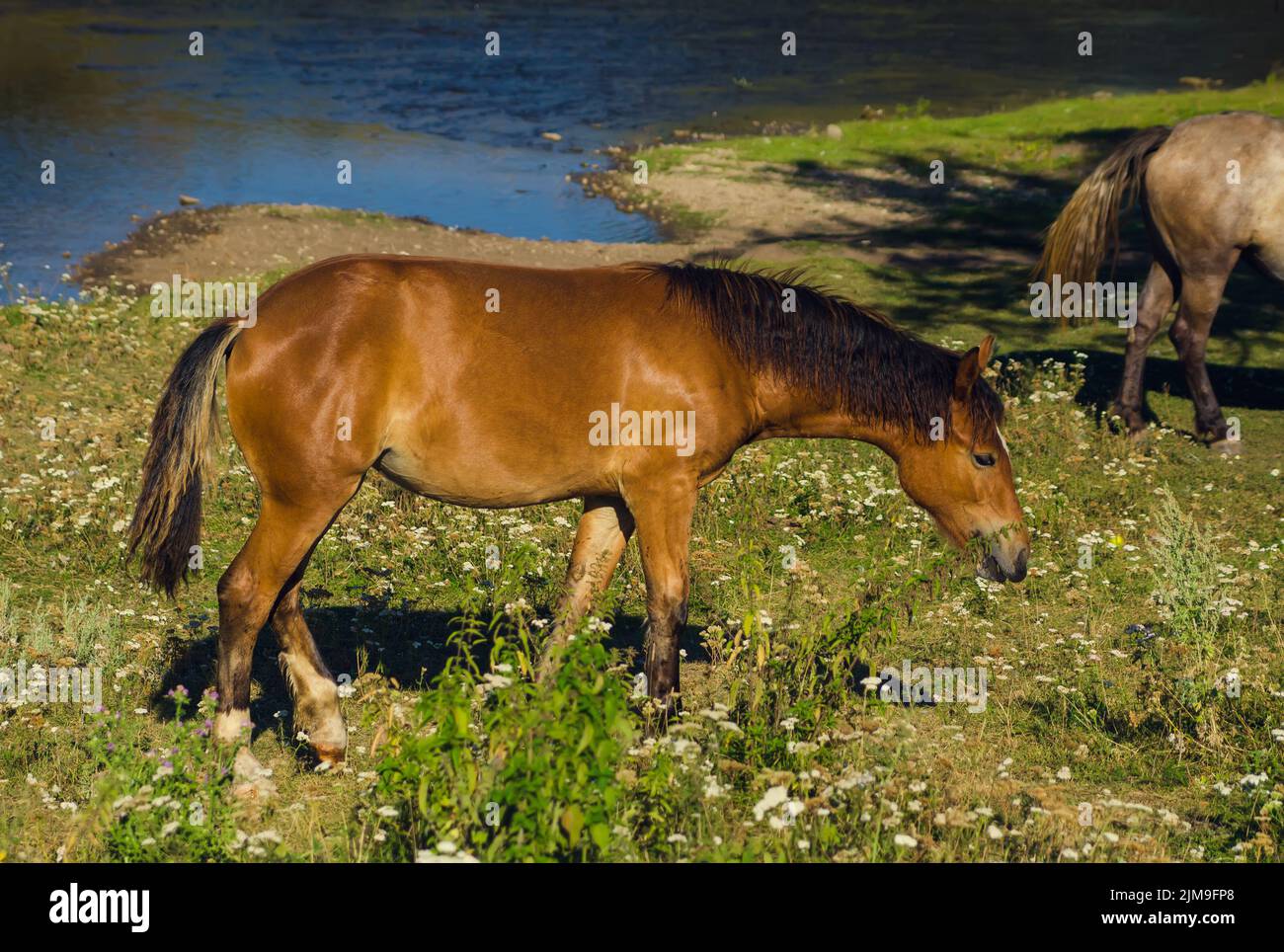 Gallery Detail: Brown Horse Eating Grass Near Water Stock Photo