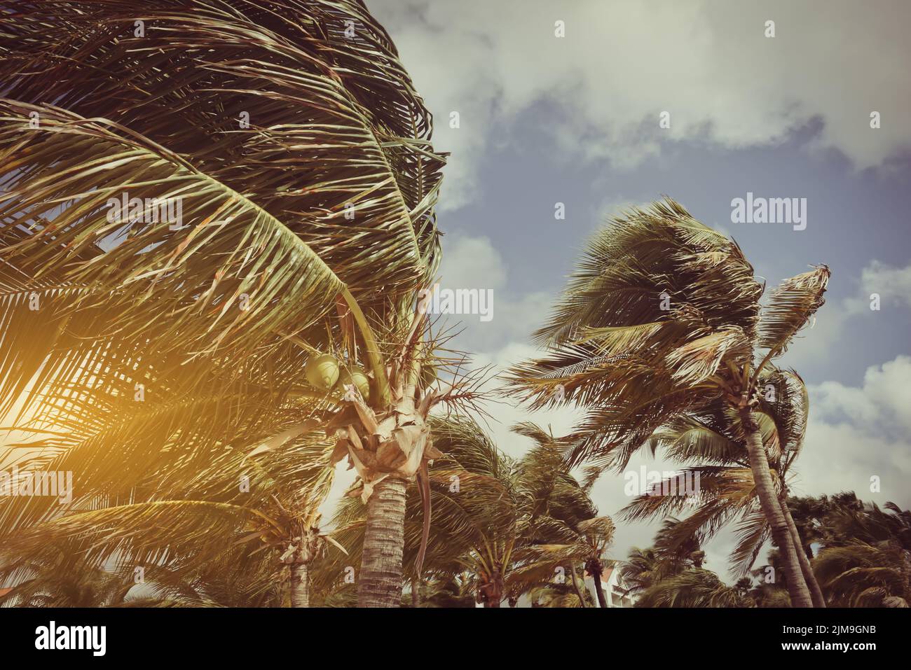 Palm Trees Blowing in the Wind with Instagram Style Filter Stock Photo