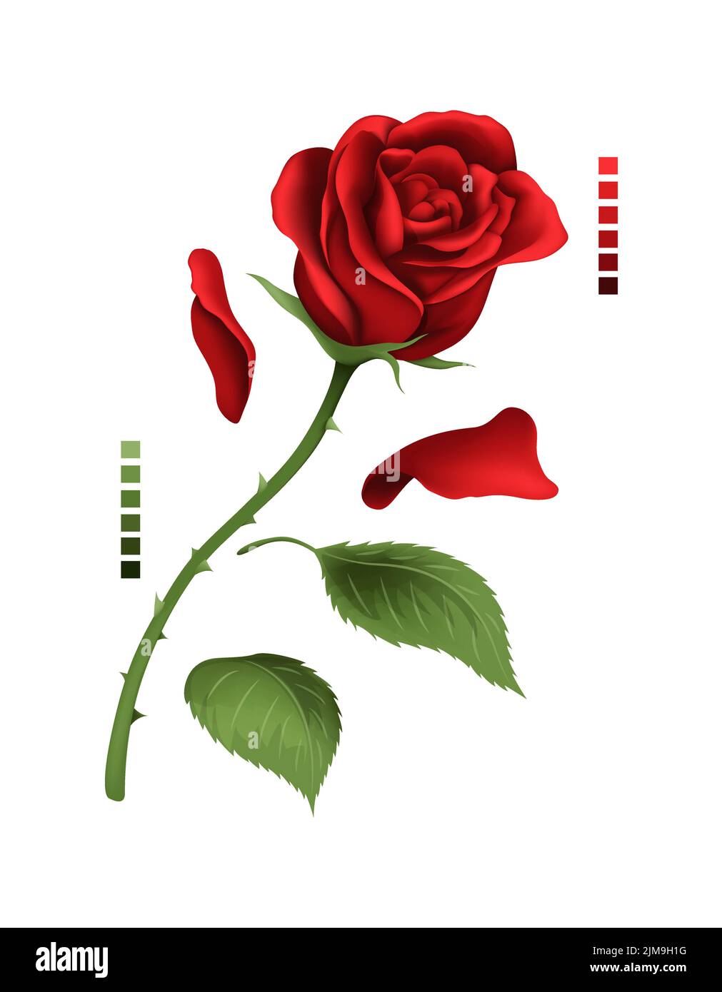 Rose hand drawing and mesh colored. A blossoming rosebud. Vector