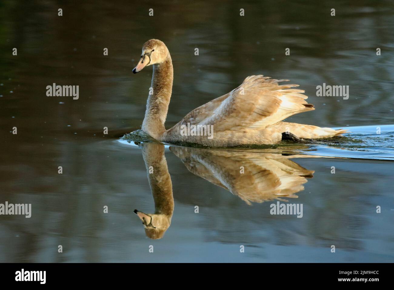 Swan reflection in water hi-res stock photography and images - Alamy