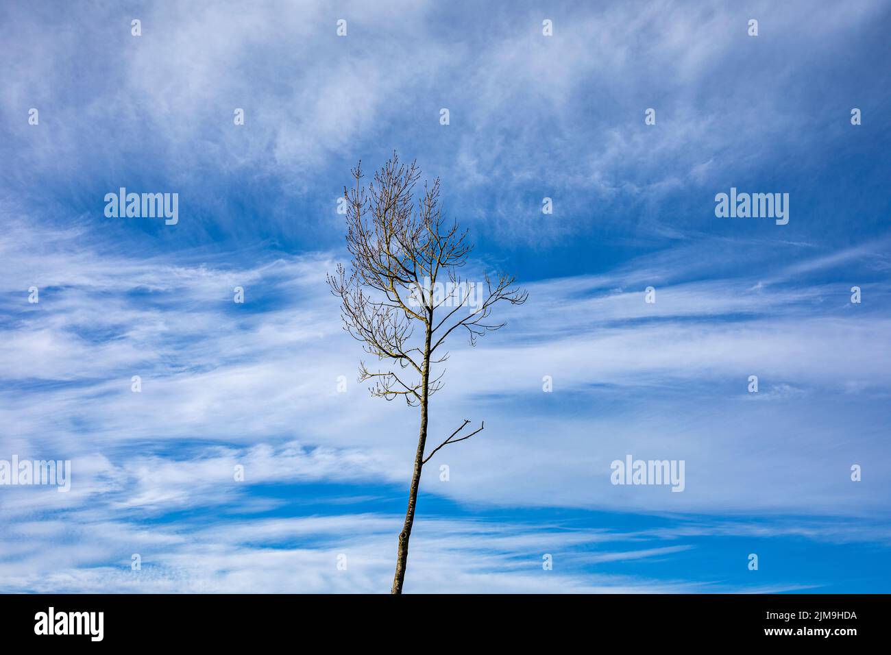 Lonely tree isolated against blue sky with white fluffy clouds Stock Photo