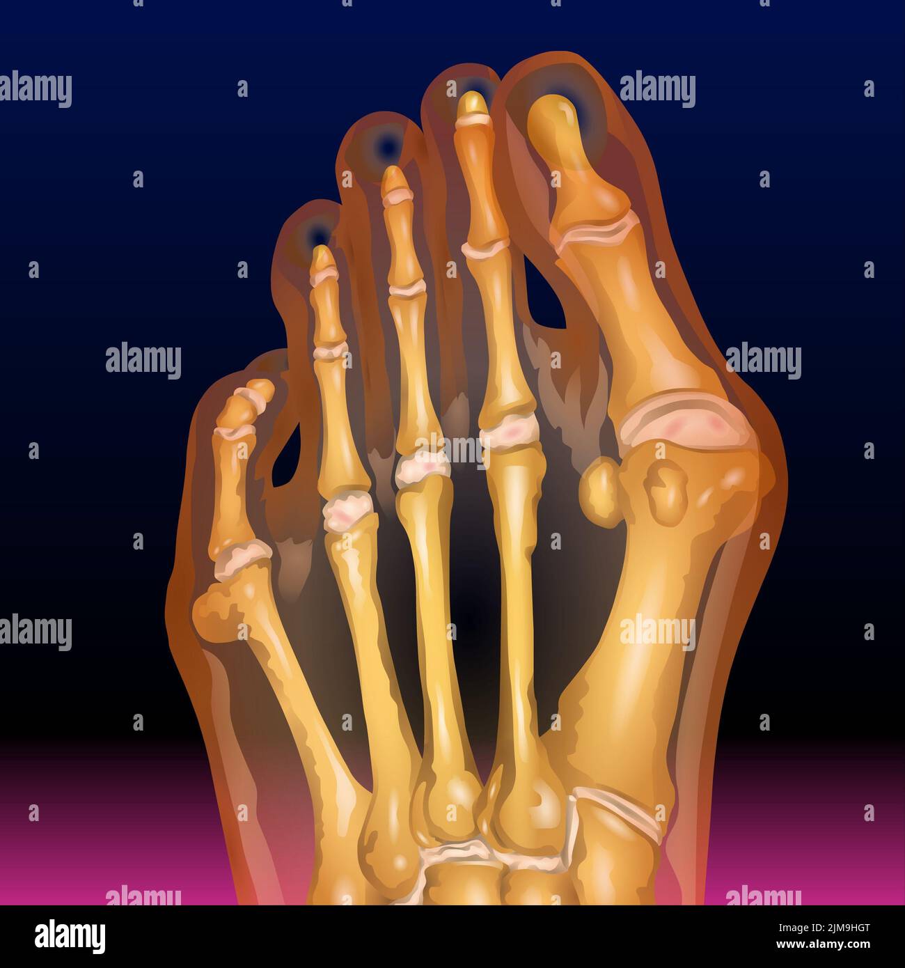 Foot Claw Bones Stock Photo Alamy