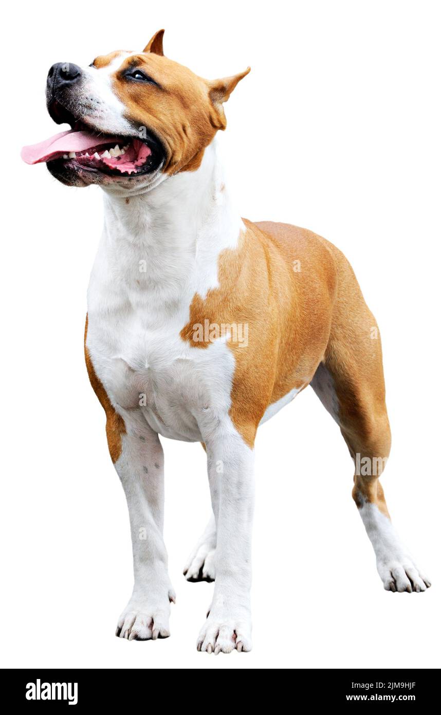 Pedigree Staffordshire Bull Terrier over white background Stock Photo
