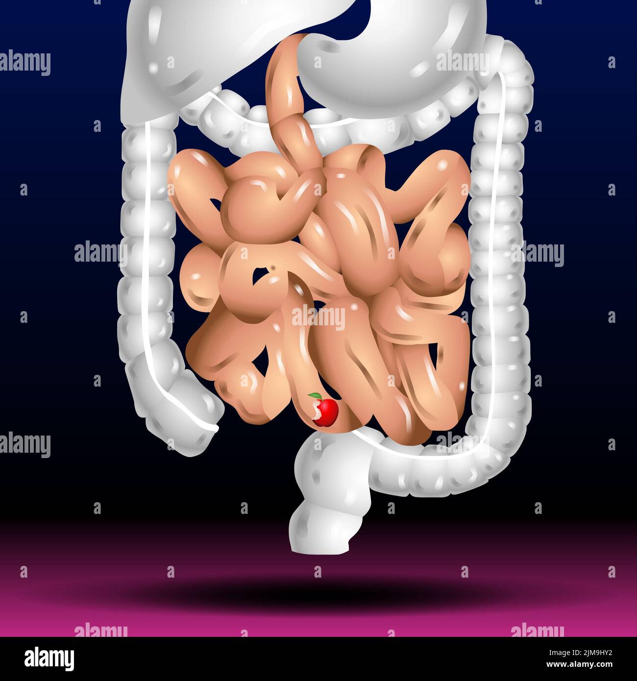 Intestines. Realistic flat vector illustration of small and large intestine. Human internal organ, digestive tract Stock Photo