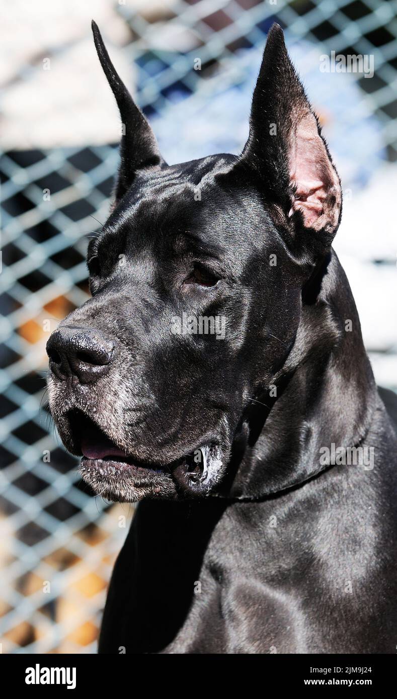Black Great Dane Dog outdoor portrait over blurry background Stock Photo