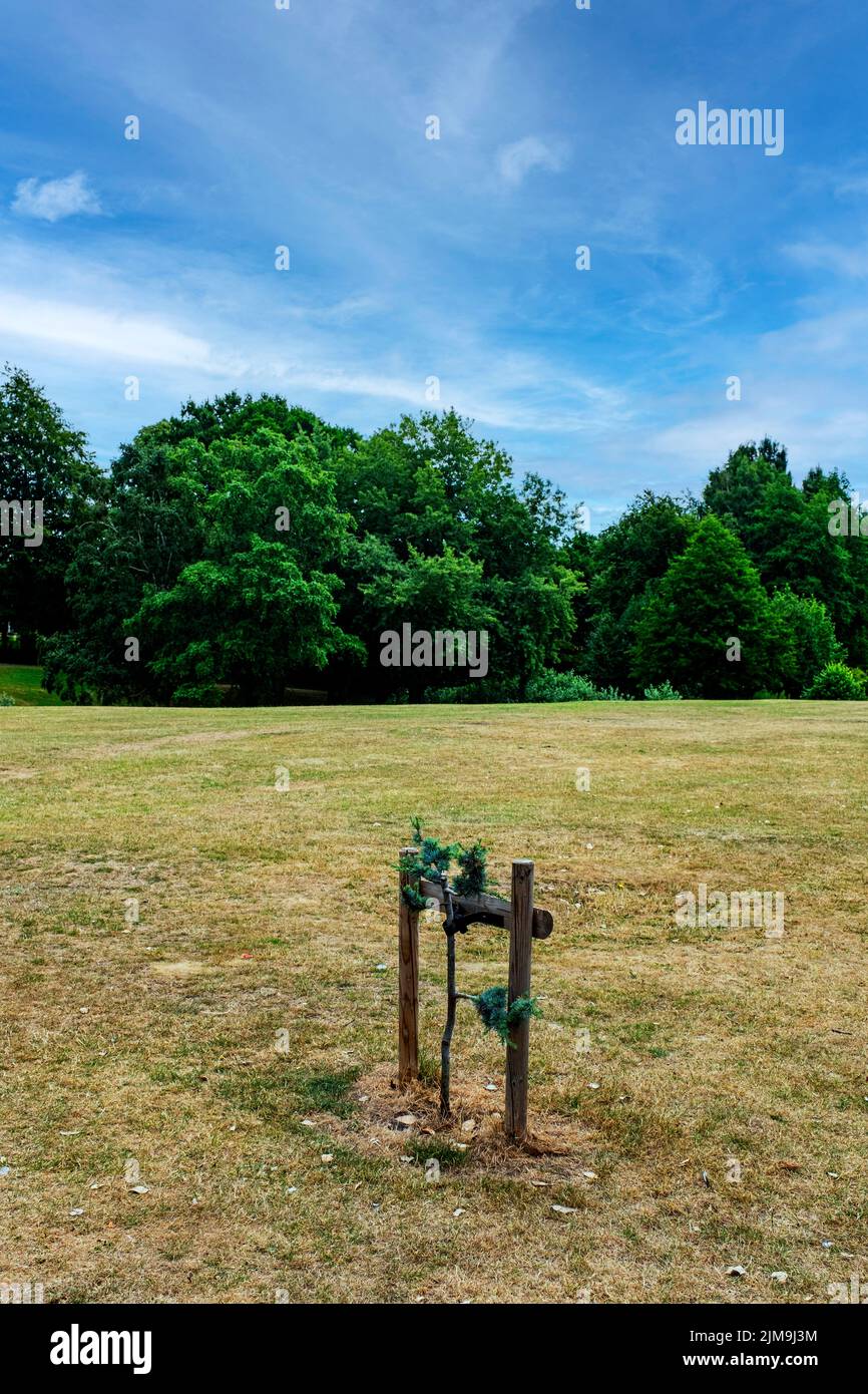 Lonely young tree in park Stock Photo