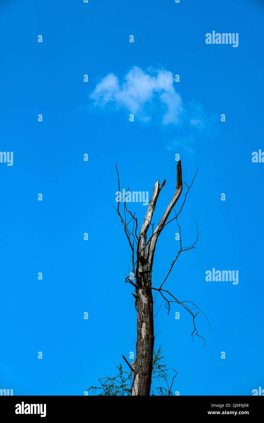 Single white cloud above leafless dead tree isolated against blue sky Stock Photo