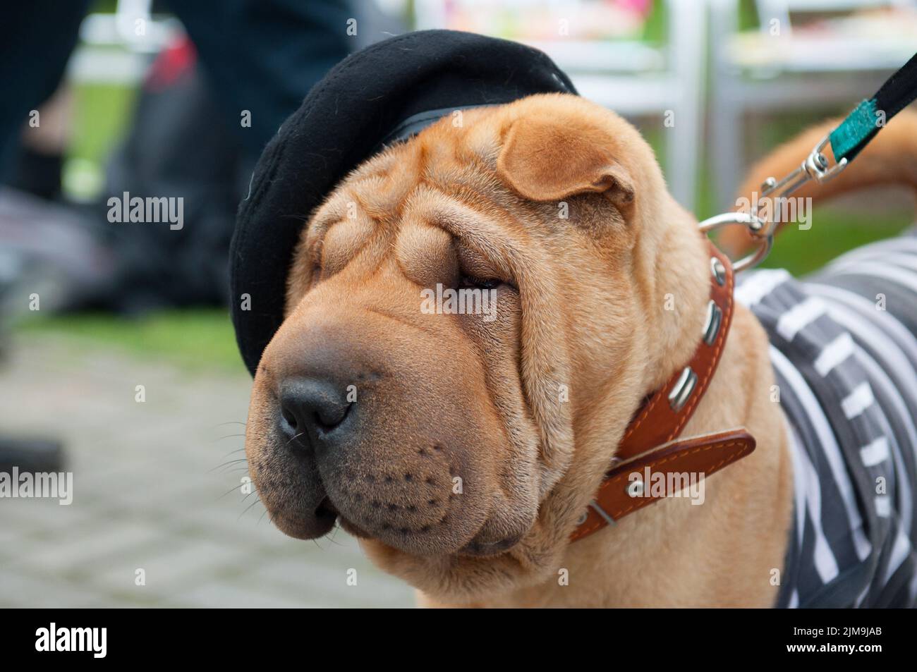 The Shar Pei Stock Photo - Alamy