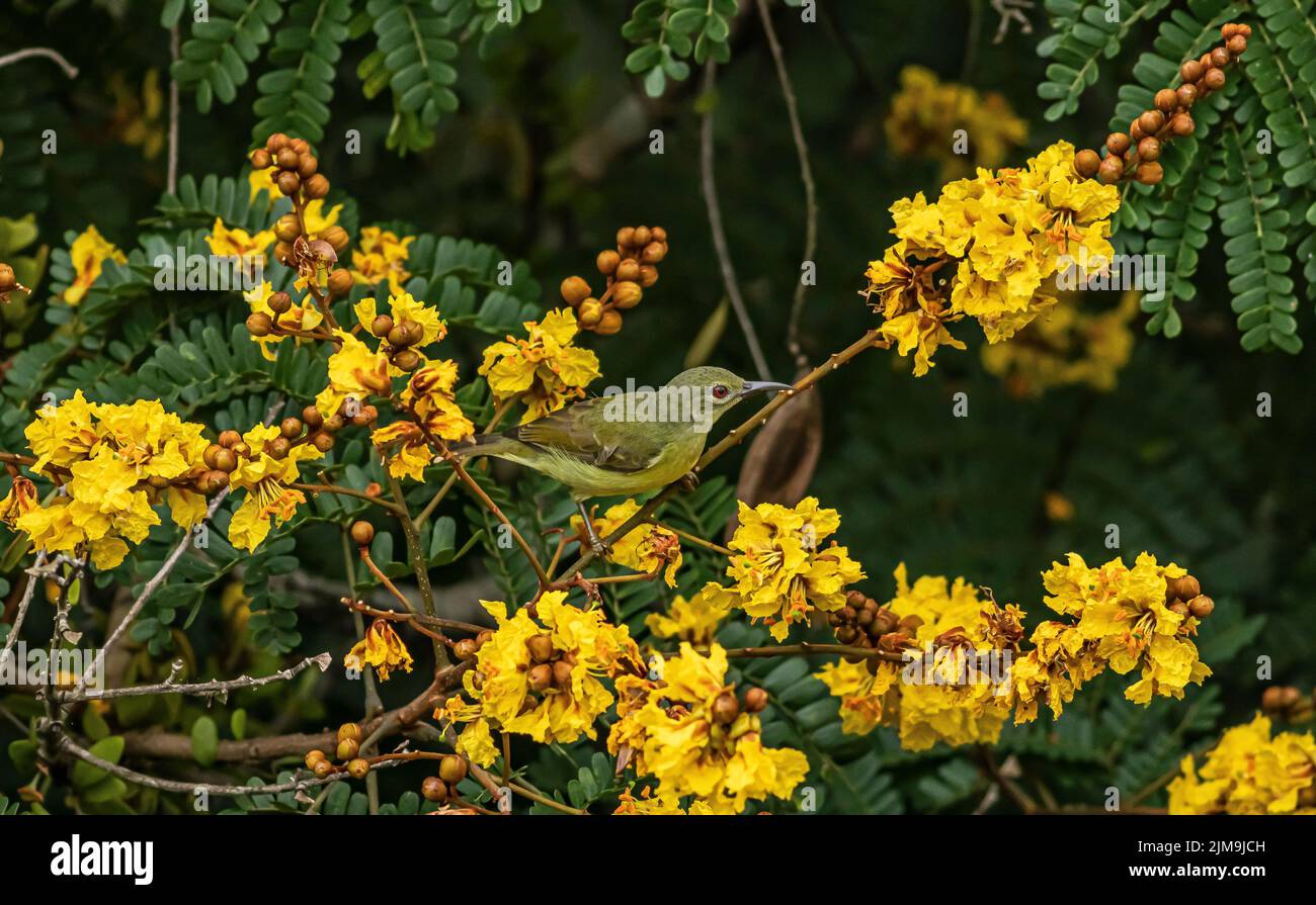 A female Olive-backed sunbird perches amongst the yellow flowers of Yellow flametree in Malaysia. Stock Photo