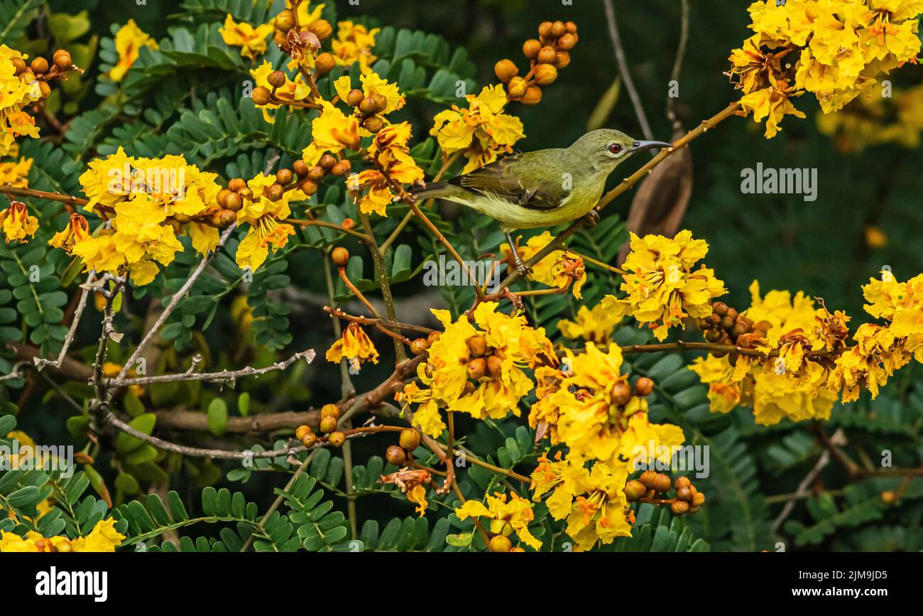 A female Olive-backed sunbird perches amongst the yellow flowers of Yellow flametree in Malaysia. Stock Photo