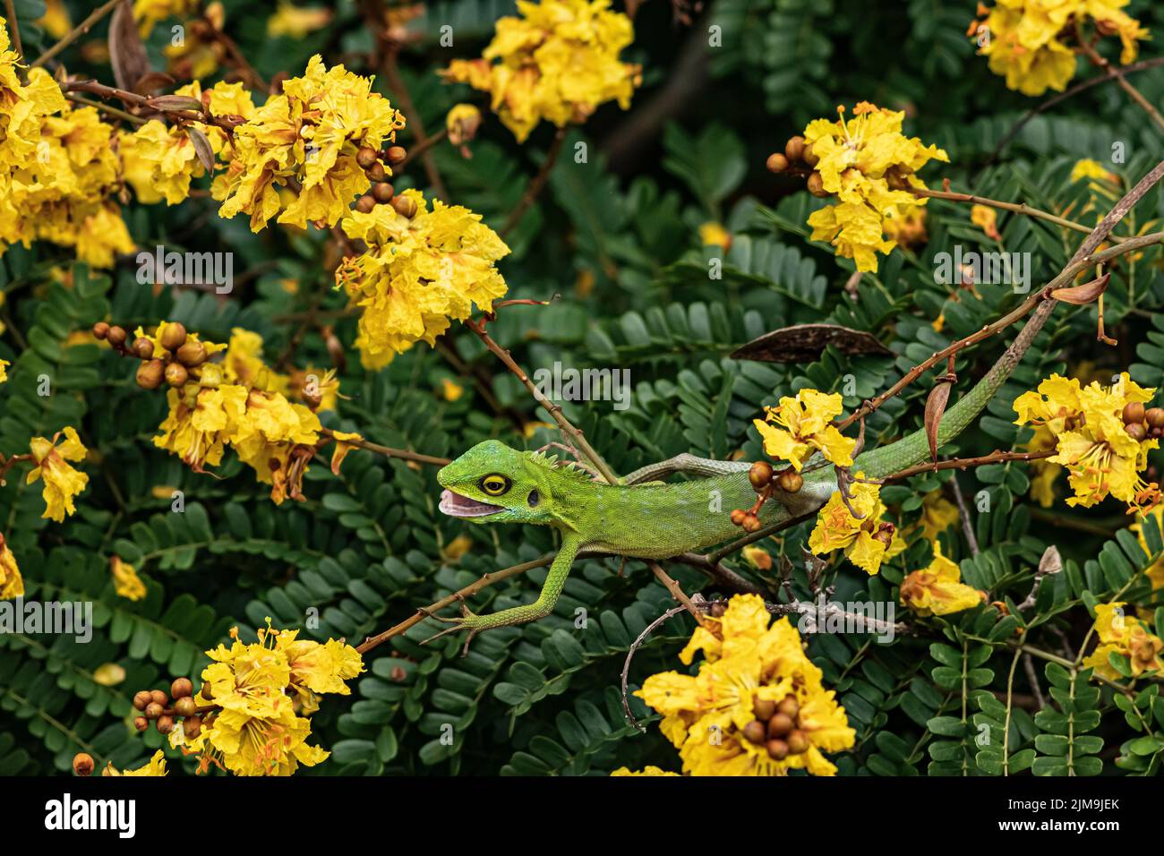 Green crested lizard amongst the yellow flame flower in Malaysia. Stock Photo