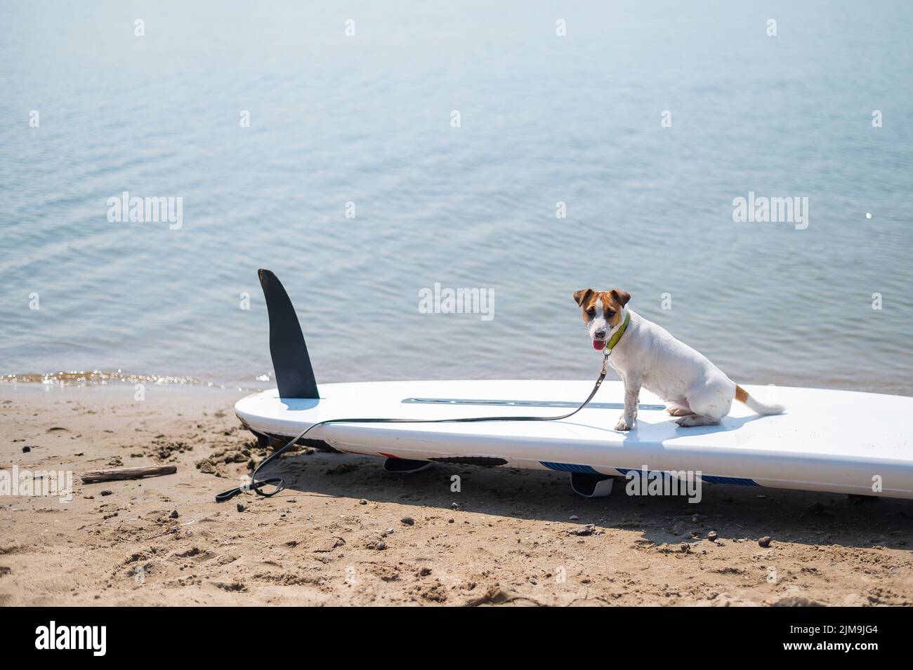 Jack russell terrier posing on a paddle board on the beach. Dog on a