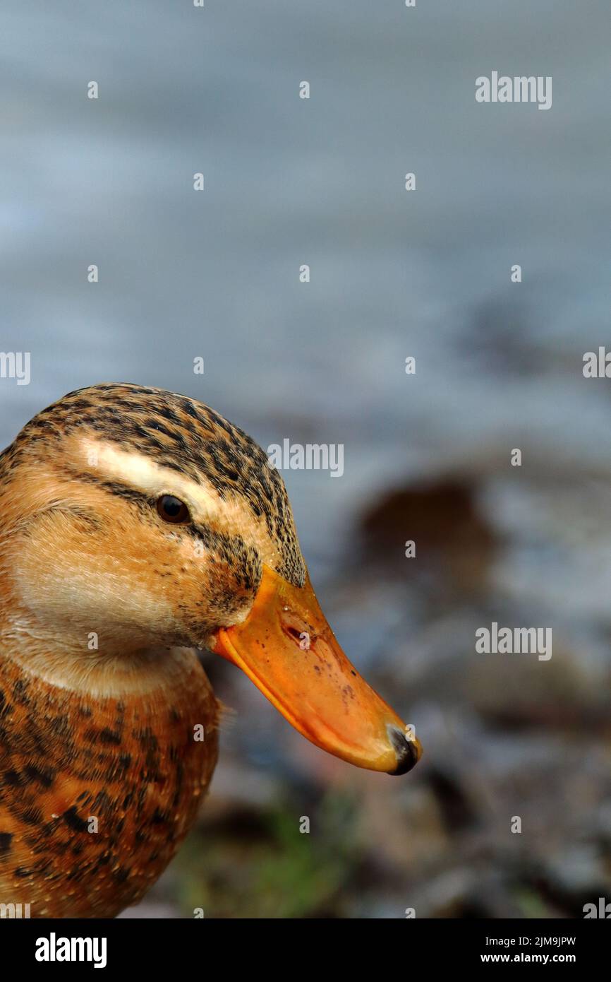Side-face of a female mallard duck Stock Photo