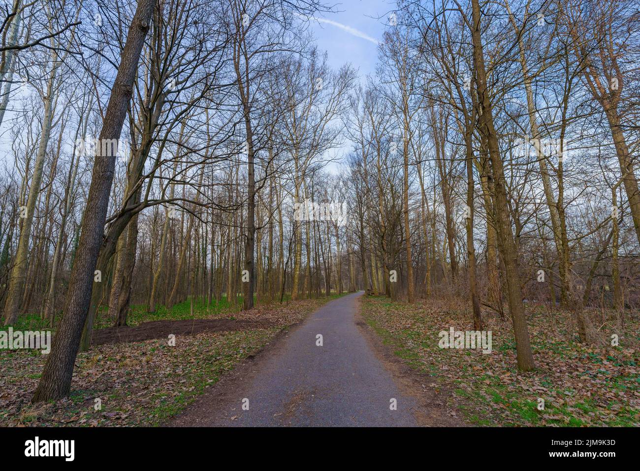 View of a footpath and trees in the Monza Park, on a clear winter day. Monza, Lombardy, Northern Italy Stock Photo