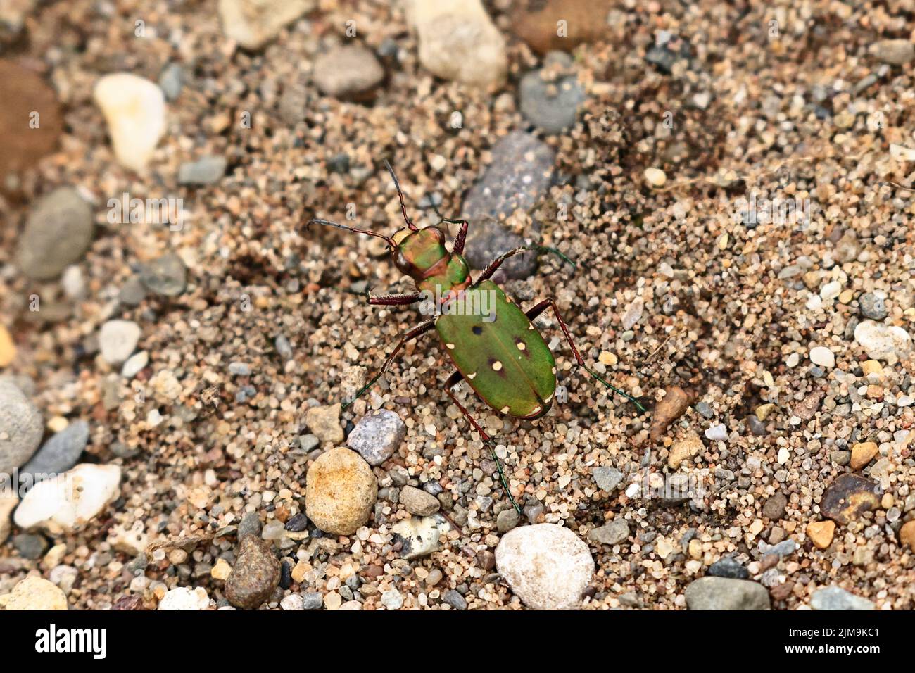 Green Tiger Beetle at Marford Quarry near Wrexham Wales UK Stock Photo