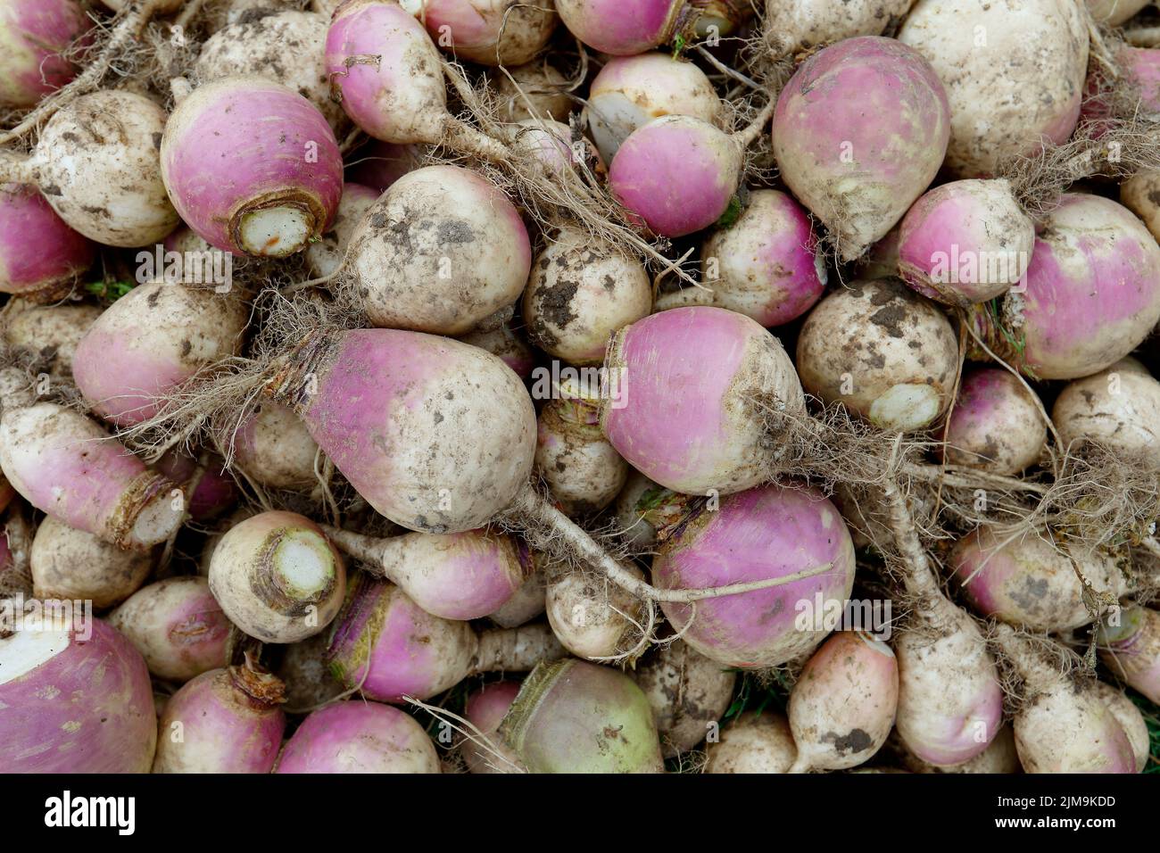 Brassica rapa subsp., turnip Stock Photo Alamy