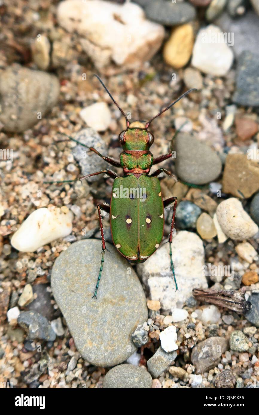 Green Tiger Beetle at Marford Quarry near Wrexham Wales UK Stock Photo
