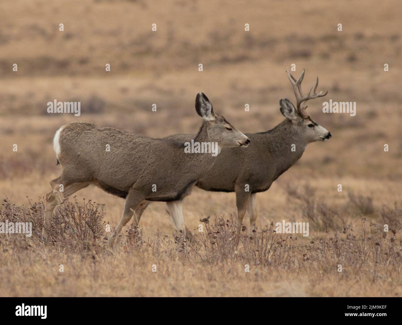 Montana mule deer doe and buck in the rut on a hillside Stock Photo Alamy