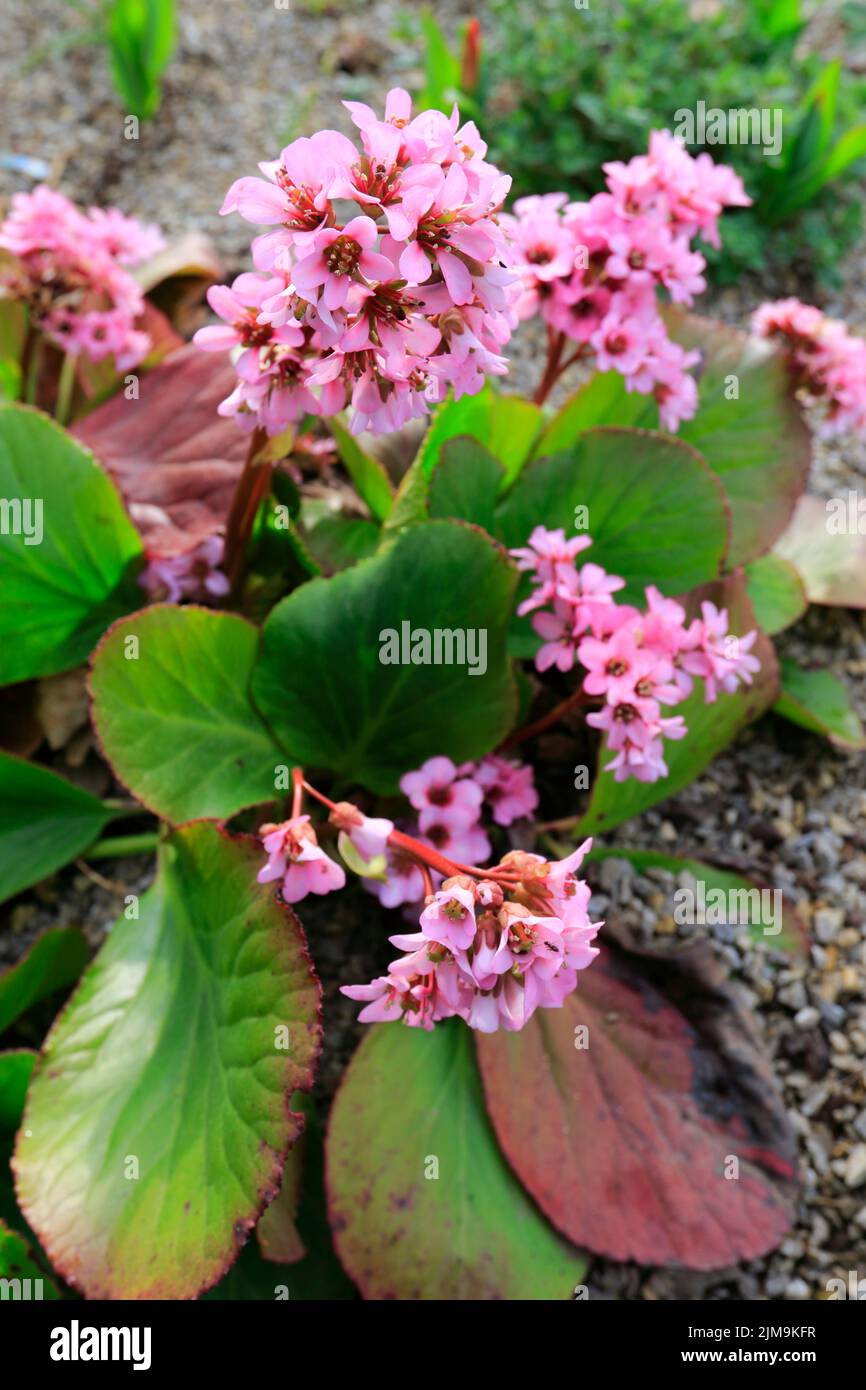 Bergenia crassifloria. Flowering in spring and autumn. Stock Photo