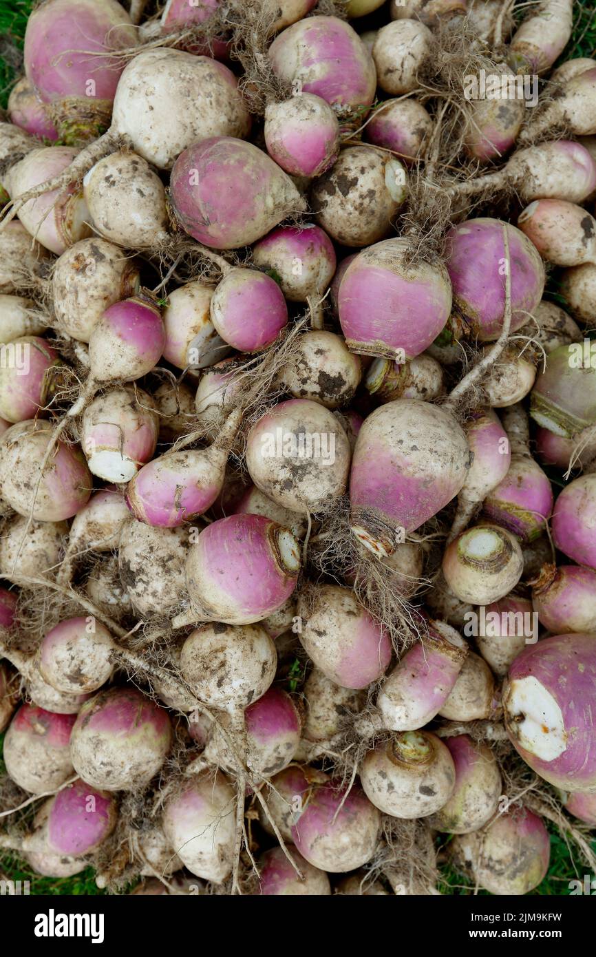 Brassica rapa subsp., turnip Stock Photo Alamy