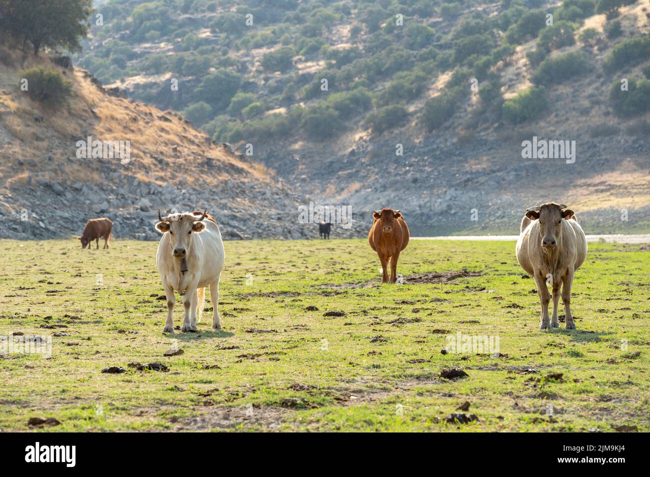Dairy cows in the field, watching attentively Stock Photo - Alamy