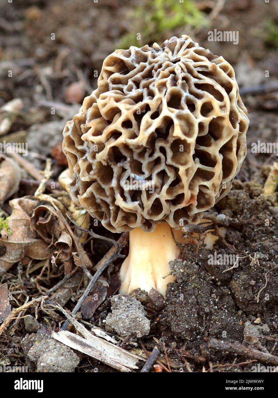 Common morel, Yellow morel, Morchella esculenta Stock Photo Alamy