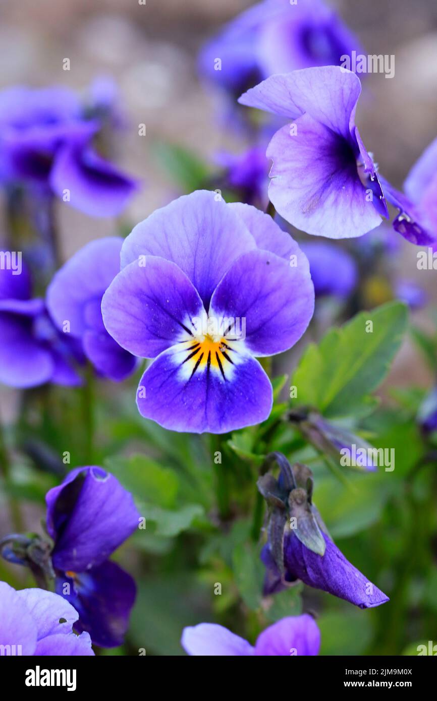 Â´Viola cornuta'. Purpel horned violet Stock Photo