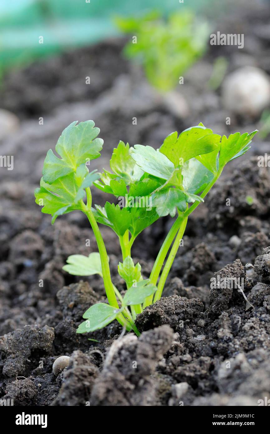 Graveolensa hi-res stock photography and images - Alamy
