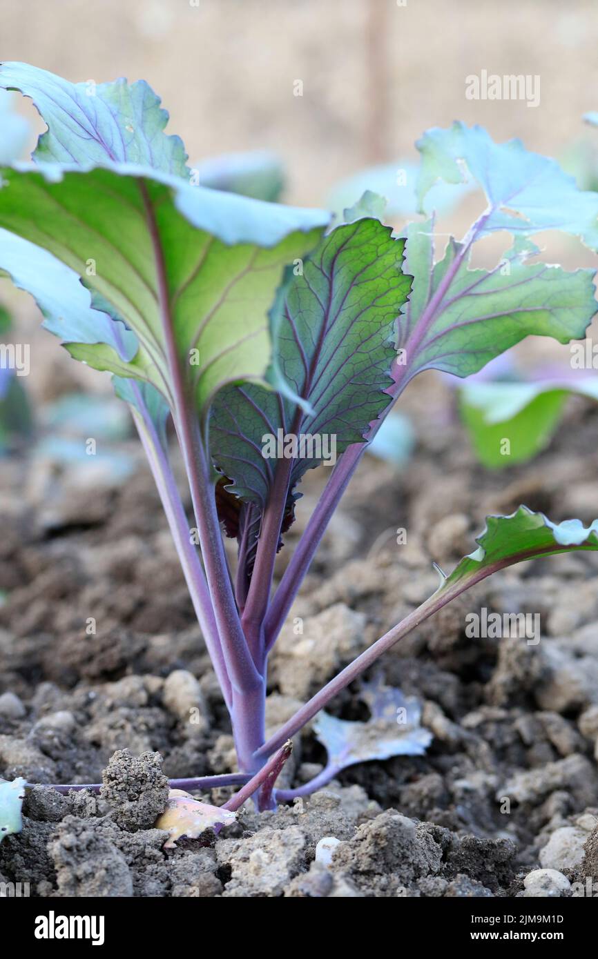 Cabbage, young cabbage plant. Â´Brassica oleracea convar.Â´ Stock Photo