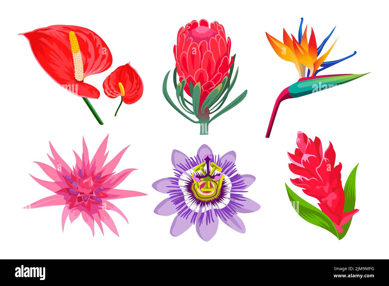 Exotic jungle flowers cartoon illustration collection. Wild tropical