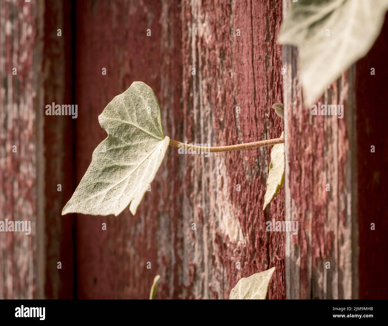 Plant leaf on a wooden wall Stock Photo