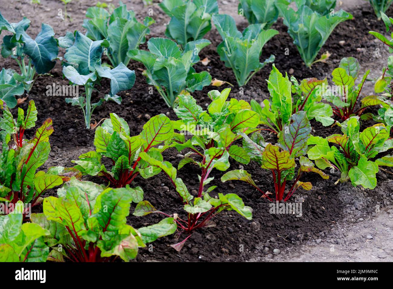 Typical cottage garden with vegetables Stock Photo Alamy